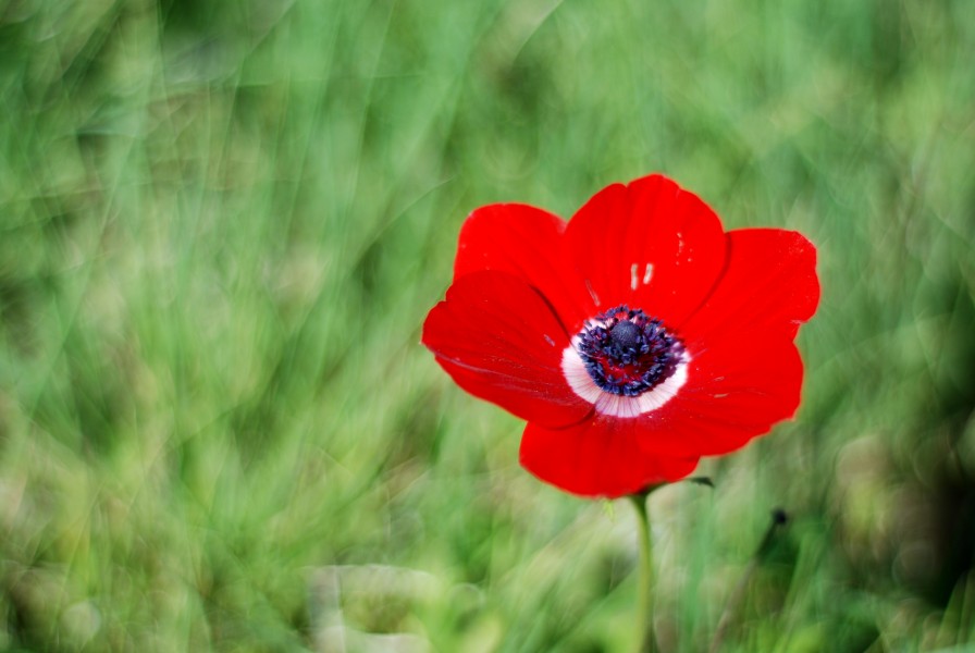 Anemone coronaria (3278498925)