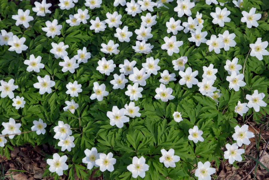 Anemone nemorosa (05)