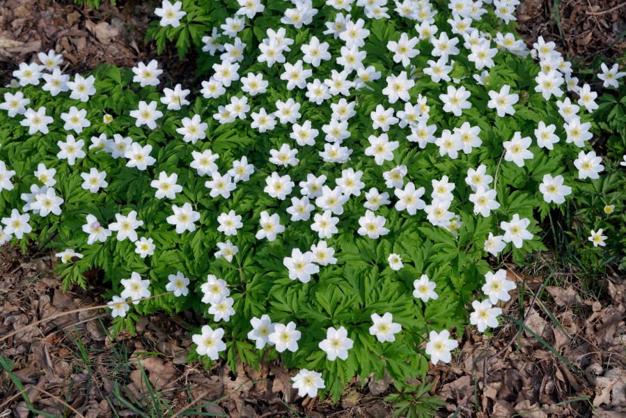 Anemone nemorosa (06)