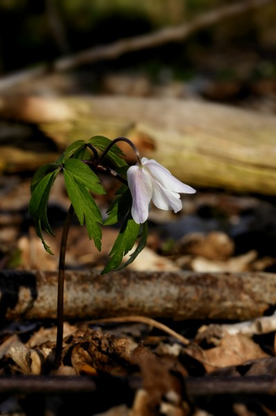 Anemone nemorosa (flower)
