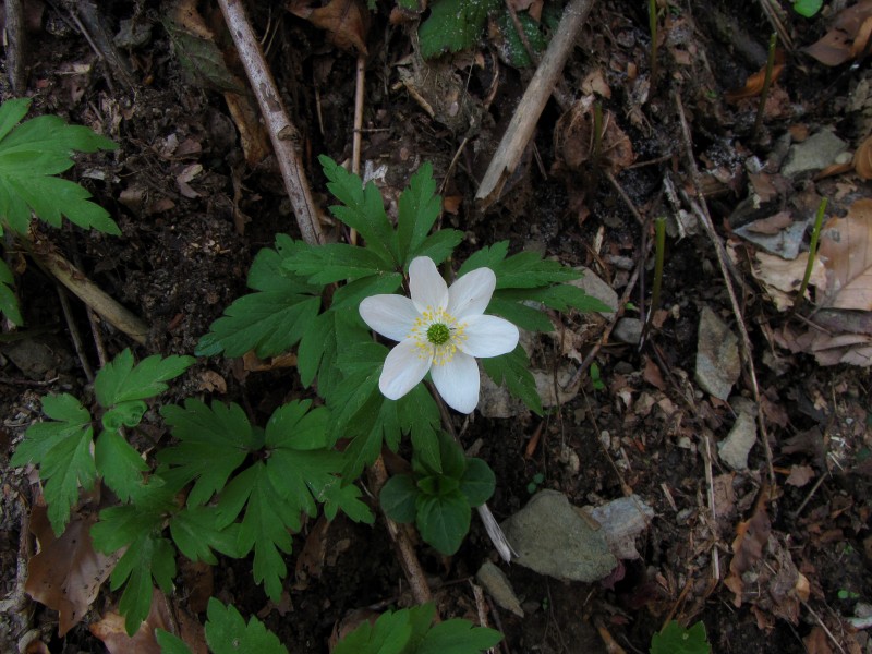 Anemone nemorosa L. - Šumarica, bela šumarica, breberina obična