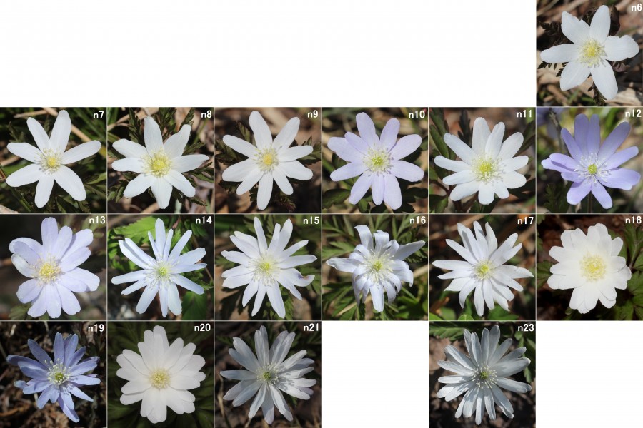 Anemone pseudoaltaica (sepal variations)
