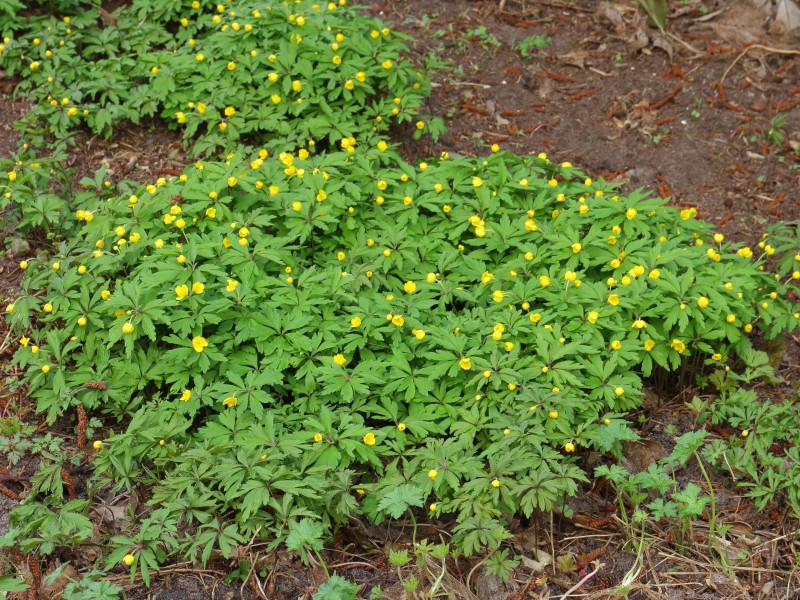 Anemone ranunculoïdes