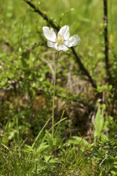 Anemone sylvestris LC0403