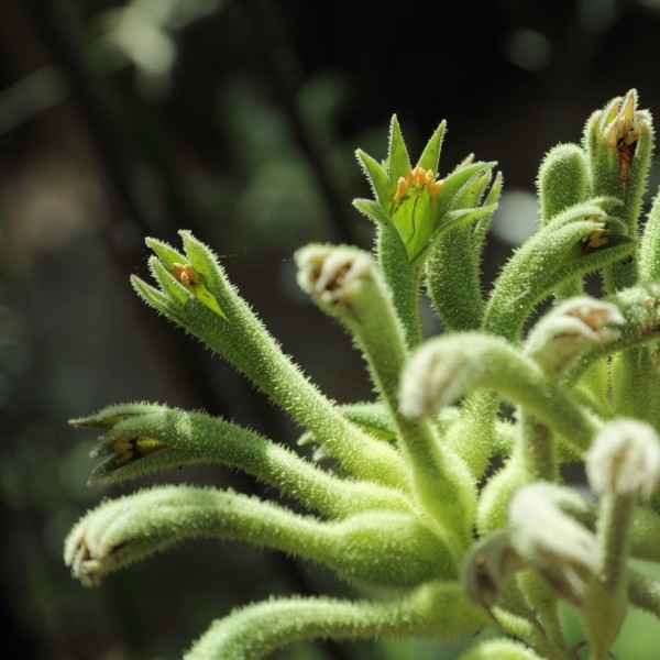 Anigozanthos flavidus-IMG 3364
