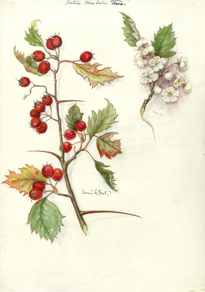 Annie L. Prat (16679696276)