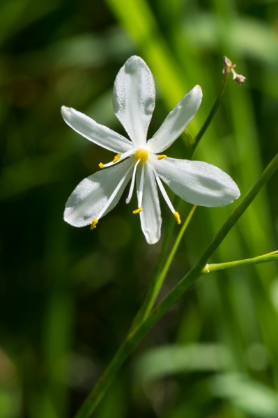 Anthericum ramosum Ötschergräben 02