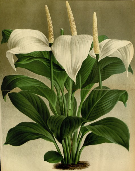 Anthurium dechardi 24-269