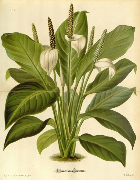 Anthurium floribundum 21-159