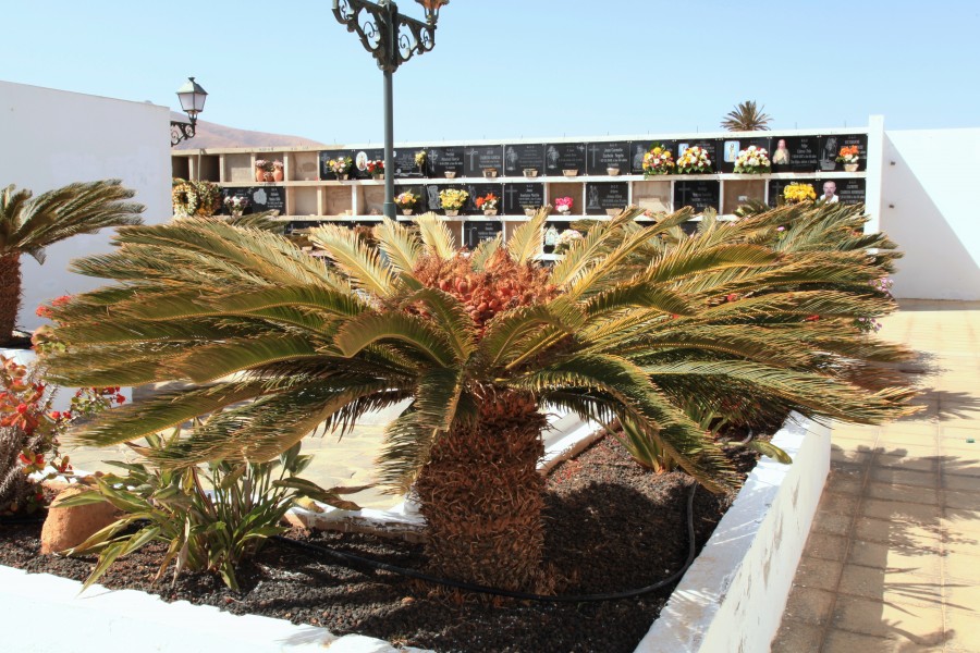Antigua village - Lugar Diseminado el Durazno - Cementerio - Cycas revoluta 01 ies