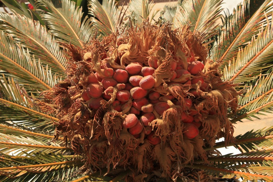 Antigua village - Lugar Diseminado el Durazno - Cementerio - Cycas revoluta 02 ies