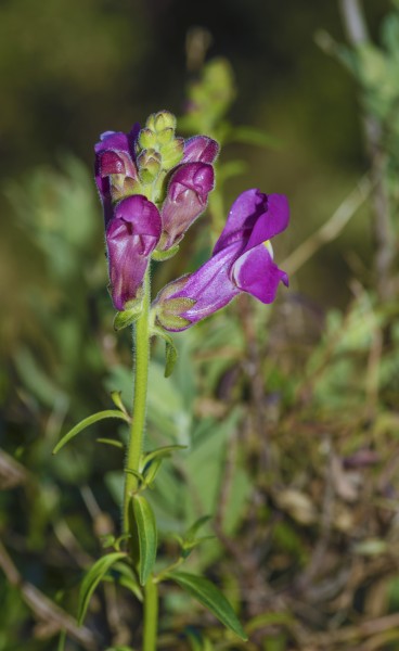 Antirrhinum majus, Sète 02