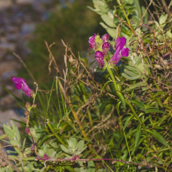 Antirrhinum majus, Sète 03