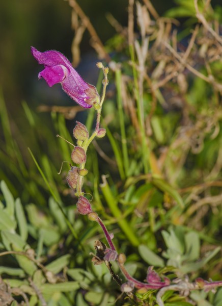 Antirrhinum majus, Sète 04