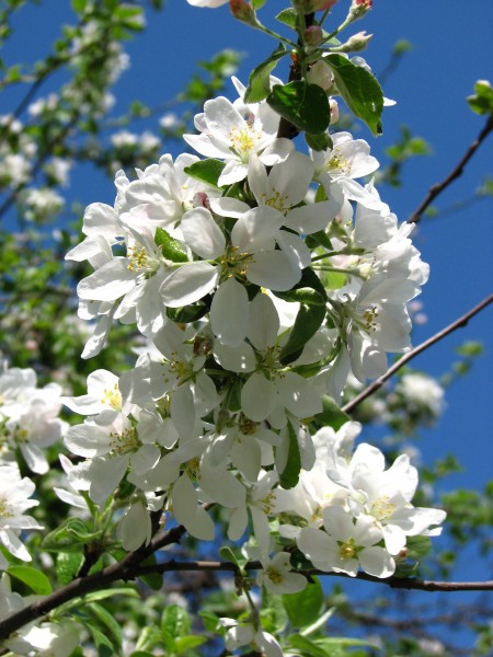 Apple blossom (Malus domestica) 24