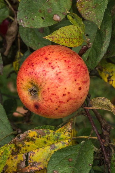 Apple Malus domestica Zoete Peppel. (actm)