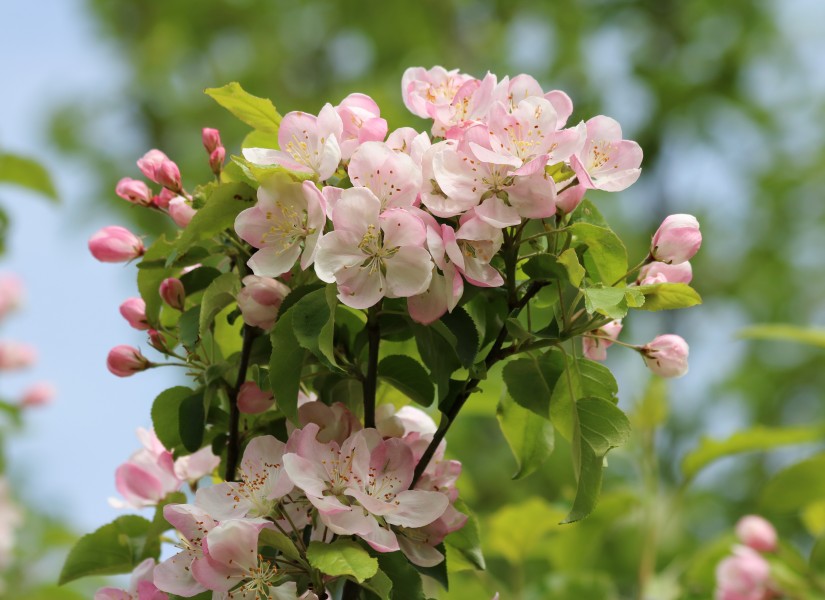 Apple-tree blossoms 2017 G3