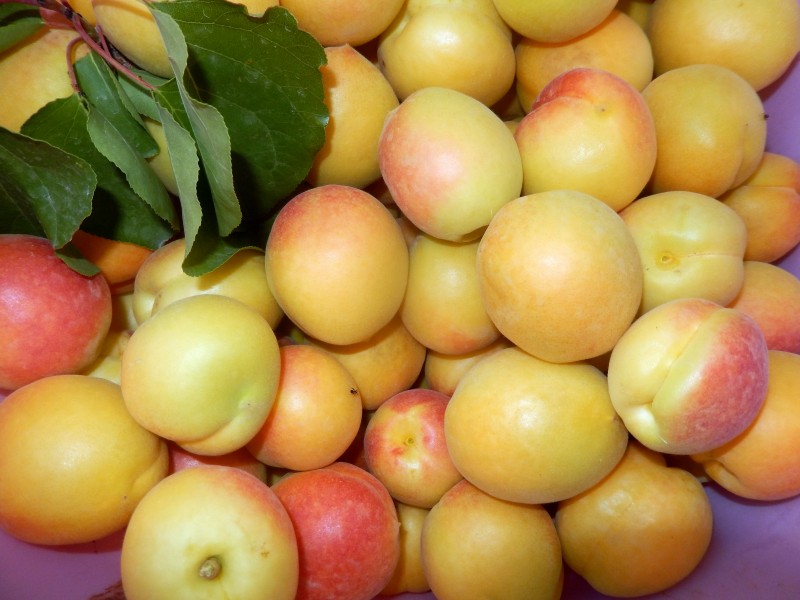 Apricots from Le petit jardin (2)
