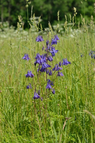 Aquilegia vulgaris - Harilik kurekell