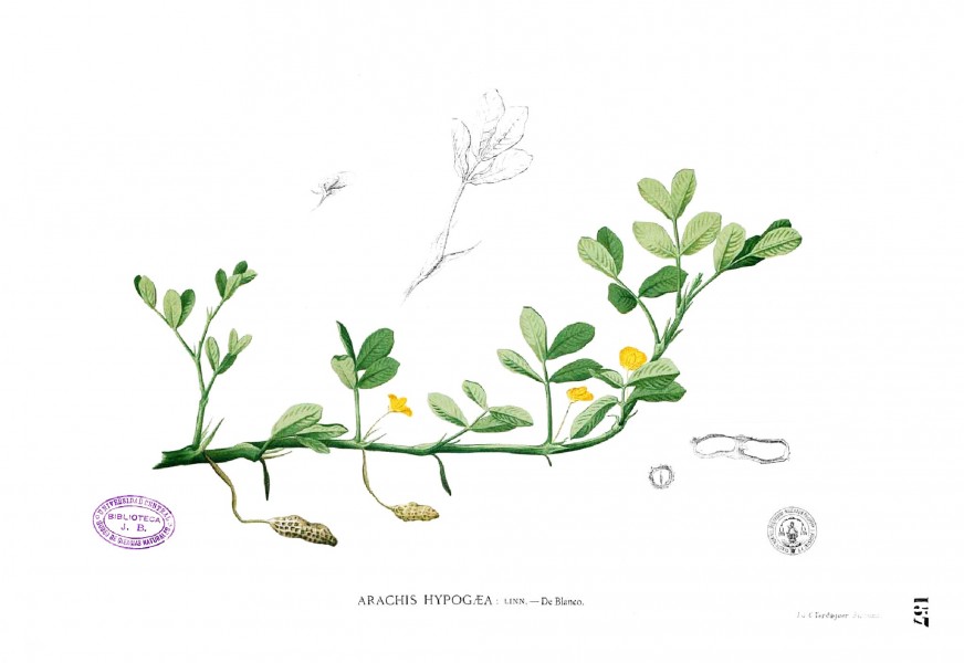 Arachis hypogaea Blanco1.157