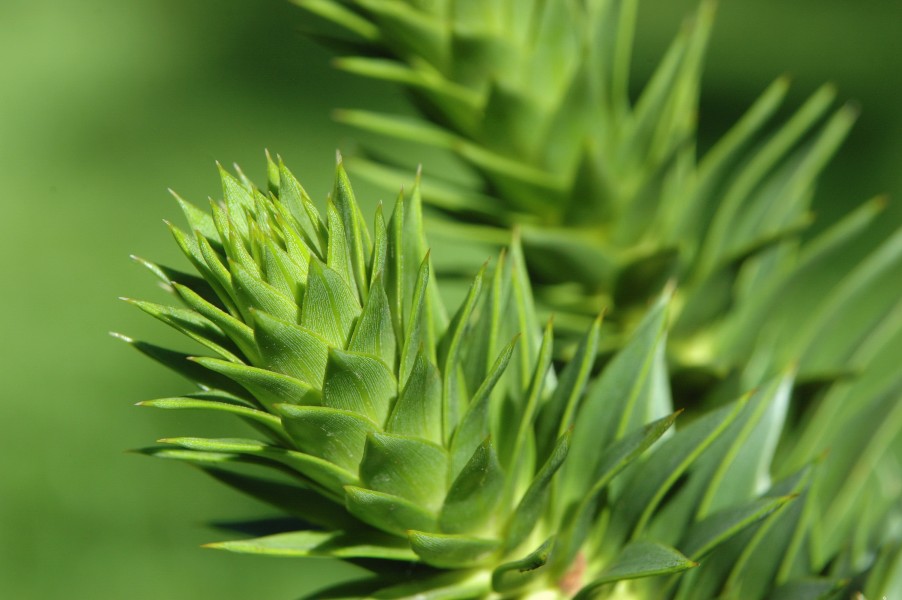 Araucaria araucana-detail