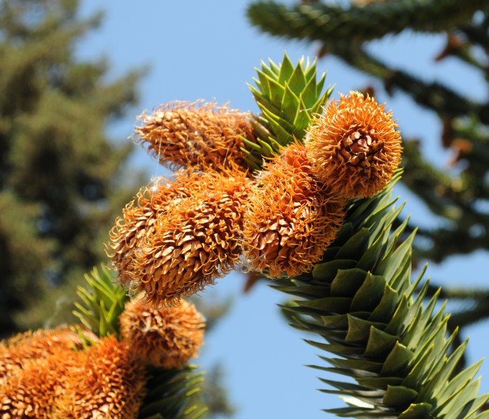 Araucaria araucana cones at Hulda Klager Lilac Gardens