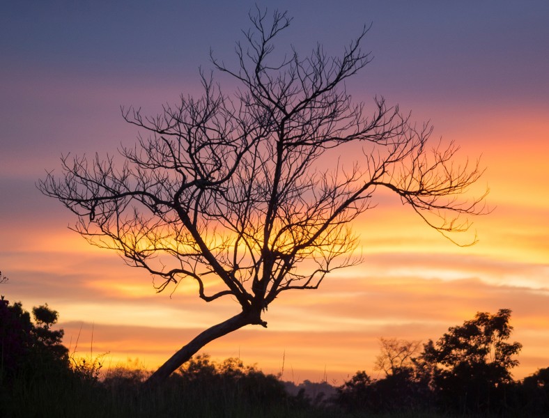 Arbol seco en un amanecer