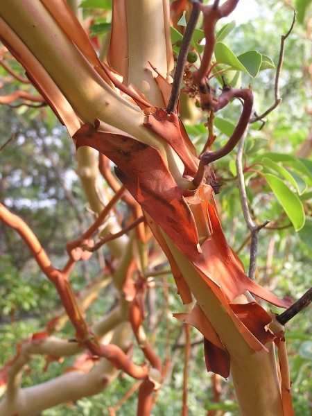 Arbutus andrachne bark (Ab plant 102)