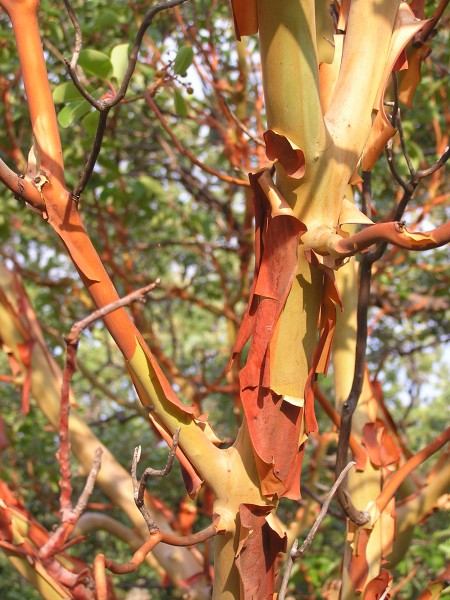 Arbutus andrachne bark (Ab plant 99)