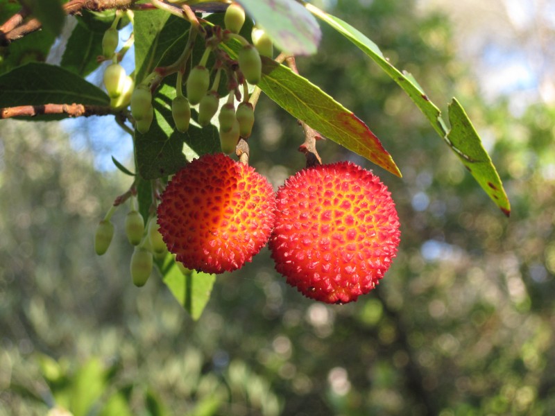 Arbutus unedo, Montes de Málaga, Spain