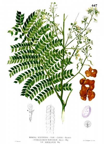 Archidendron scutiferum Blanco2.447