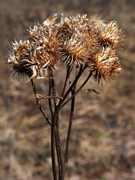 Arctium lappa20100409 34
