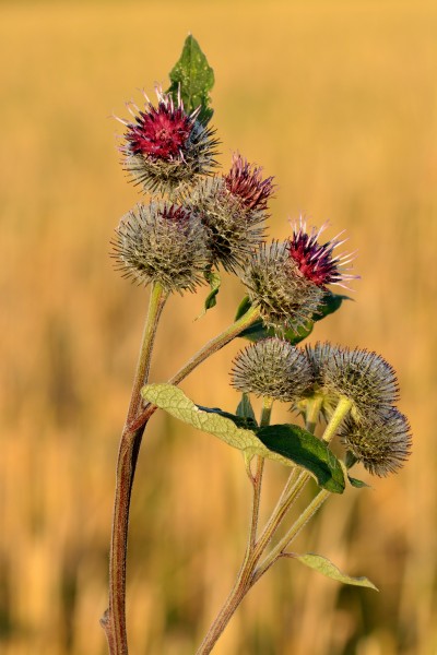 Arctium tomentosum - Keila