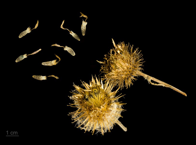 Arctium tomentosum MHNT.BOT.2011.2.13