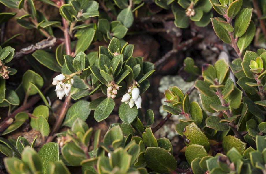 Arctostaphylos pacifica (Pacific manzanita) (32632518315)
