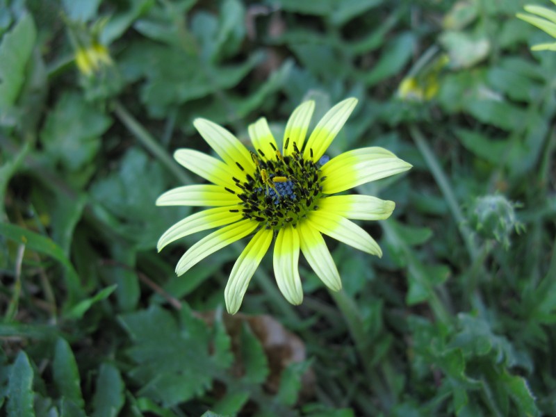 Arctotheca calendula flowerhead4 (11767400274)
