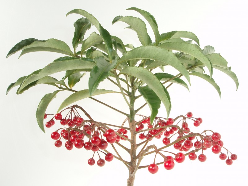 Ardisia crenata 20101209 a