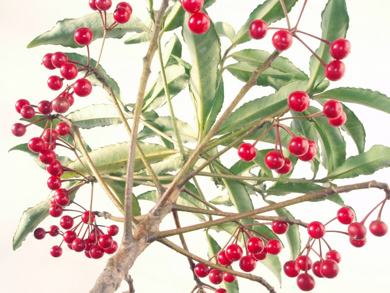 Ardisia crenata 20101209 c