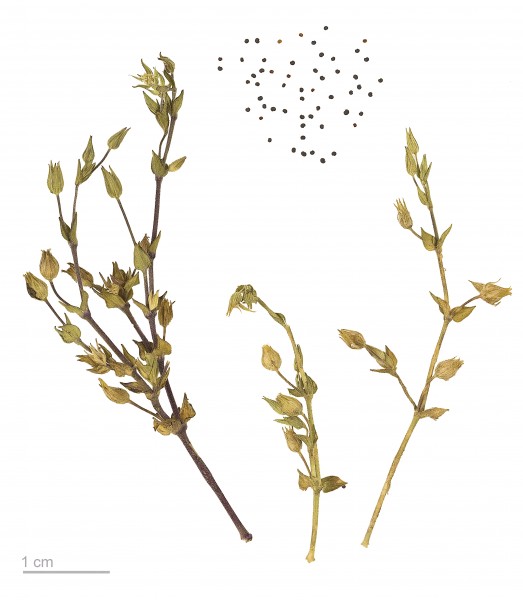Arenaria serpyllifolia MHNT.BOT.2011.3.81
