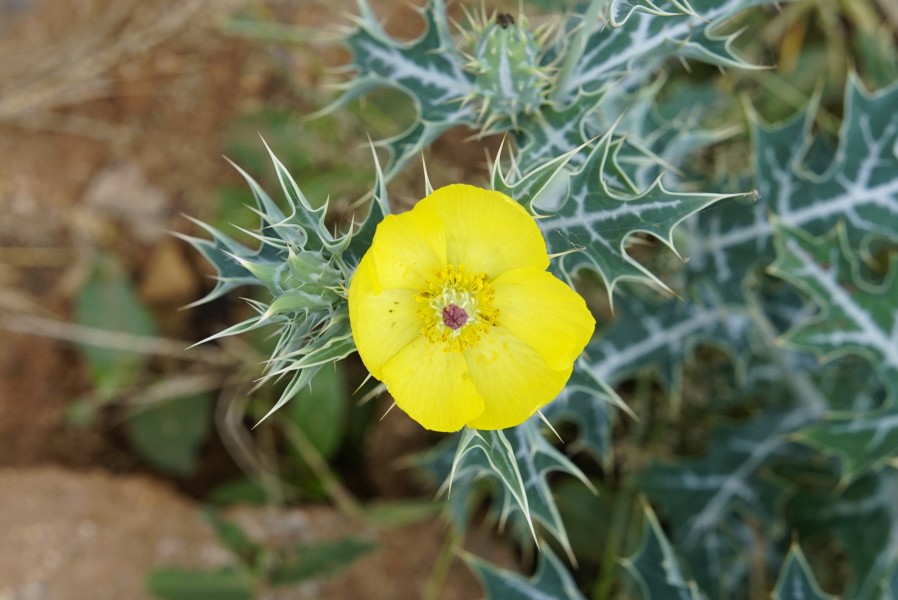 Argemone mexicana 2749