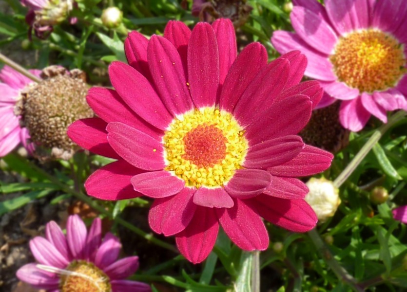 Argyranthemum frutescens J1