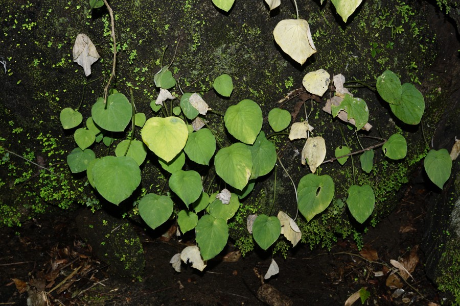 Ariopsis peltata 7218