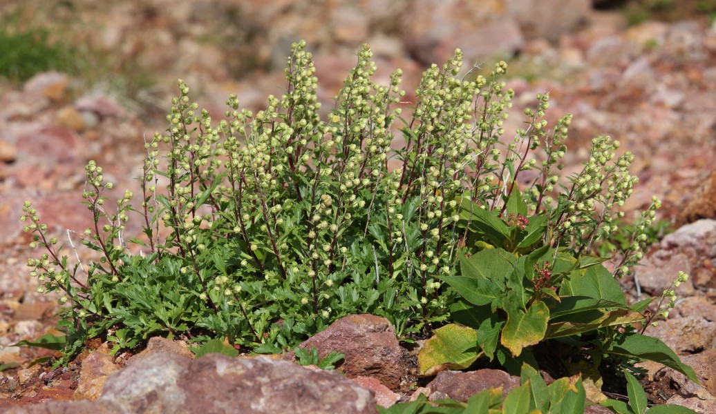 Artemisia pedunculosa