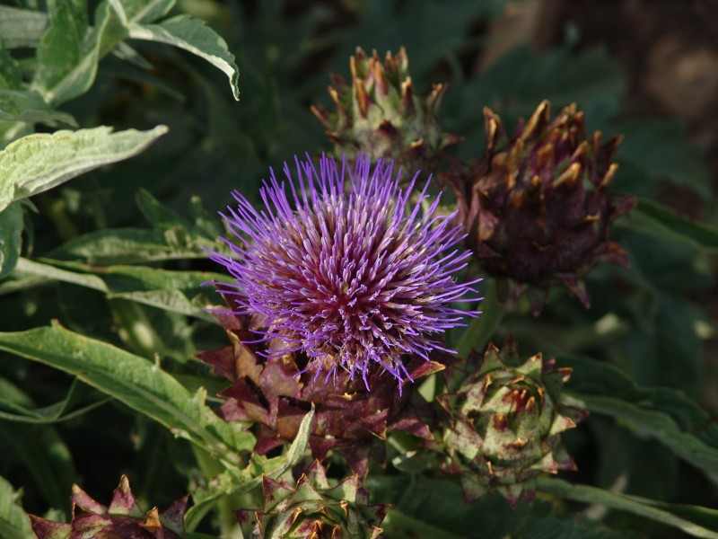Artichoke-001