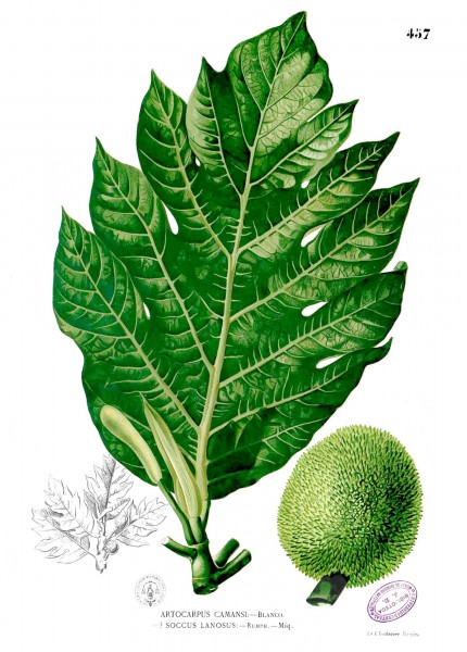 Artocarpus camansi Blanco2.457