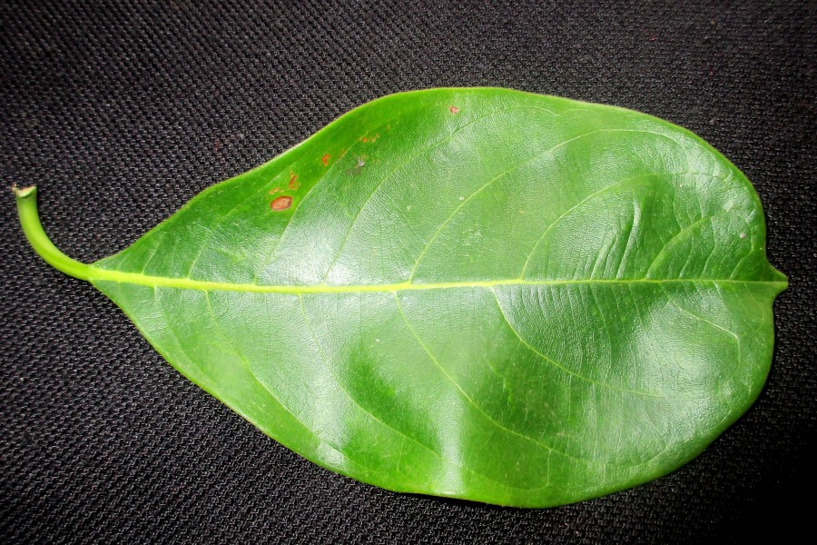 Artocarpus heterophyllus jack fruit tuvvur