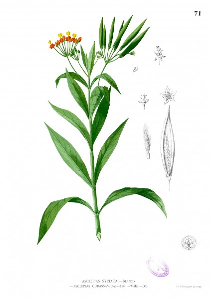 Asclepias curassavica Blanco1.71