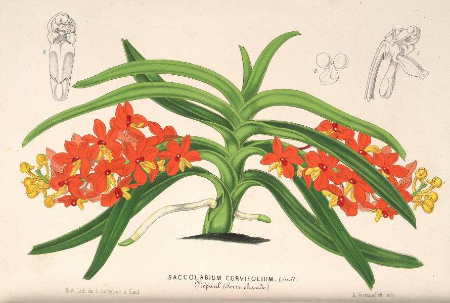 Ascocentrum curvifolium drawing