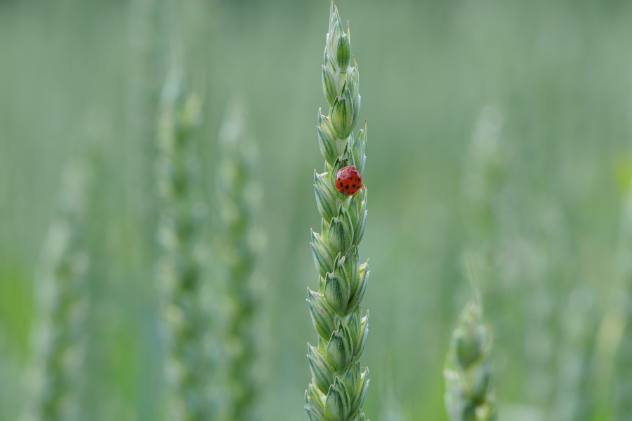 Asiatische Marienkäfer, Harmonia axyridis auf einer Weizenähre 3