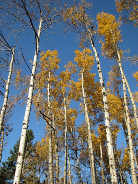 Aspen and birch (6235495240)